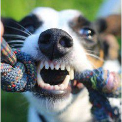Hygiène bucco dentaire chien plaque destructor