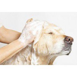 Shampoing anti-odeur pour chien et chat bubimex